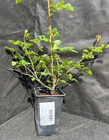 Роза английская Принцесса Александра ов Кент